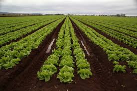 Lettuce crop